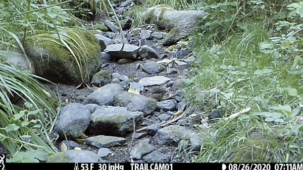 water thrush