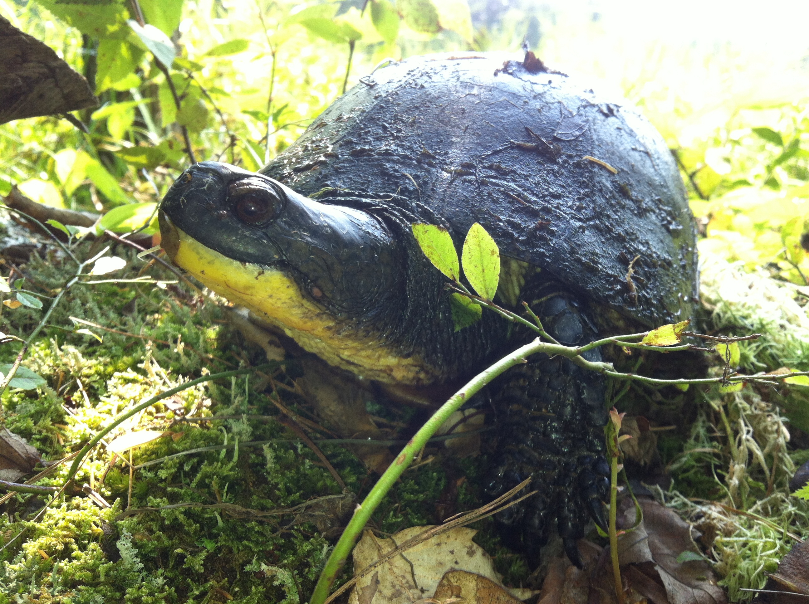 Blanding's turtle