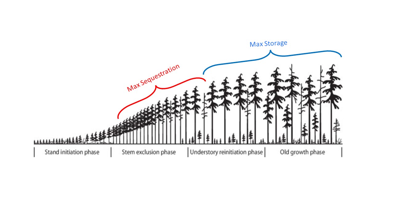 Carbon storage and sequestration by forest stand age