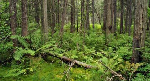 Atlantic White Cedar tree