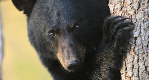 black bear