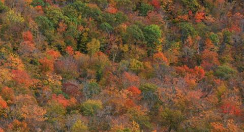 fall foliage