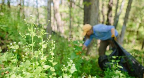 volunteer working at a garlic mustard pull event