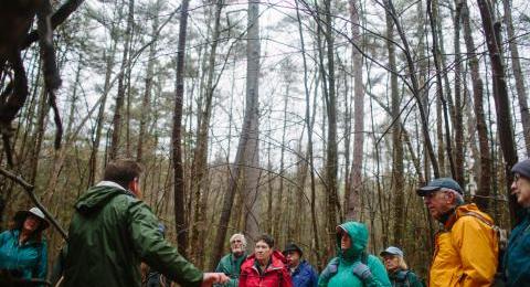 NH Coverts training in woods
