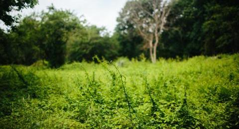 invasive plant at Odiorne State Park