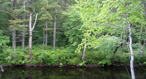 stream and shrubs