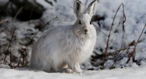 snowshoe hare