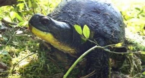 turtle