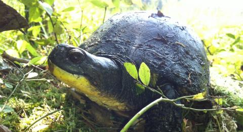 Blanding's Turtle