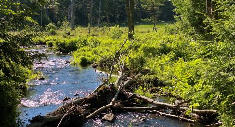 Stream