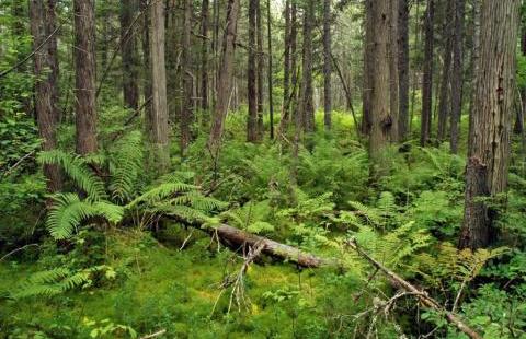 Atlantic White Cedar tree