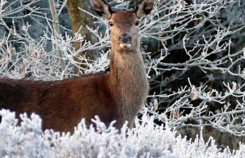 deer in the winter