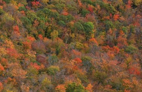 fall foliage