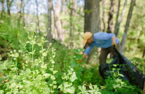 volunteer working at a garlic mustard pull event