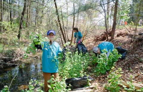 A student pulls garlic mustard, an invasive plant.