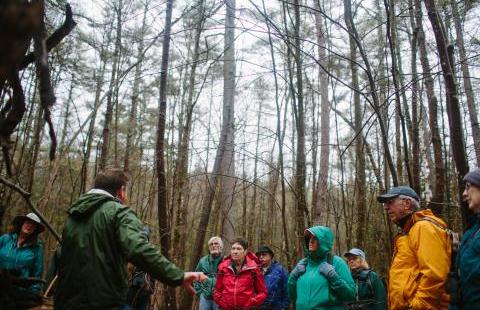 NH Coverts training in woods