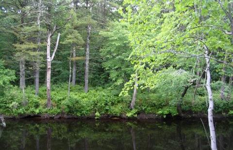stream and shrubs