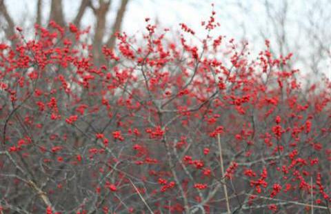 Winter Berry 