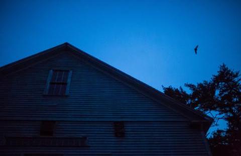 Bat flying over house