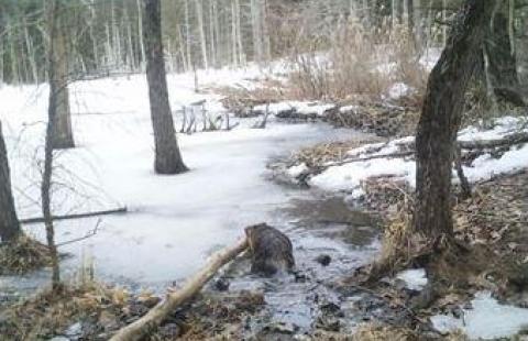 beaver in forest