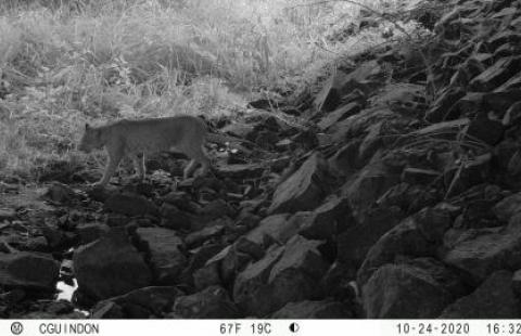 Bobcat