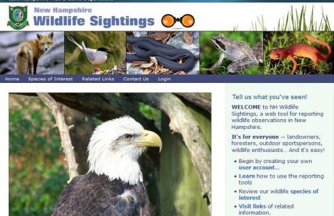 The NH Wildlife Sightings homepage