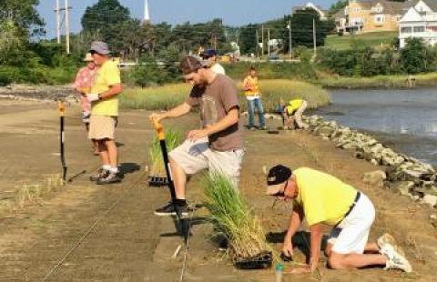 people planting buffers