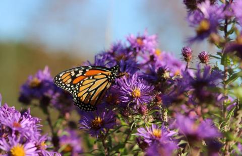 Monarch butterfly on purple asters