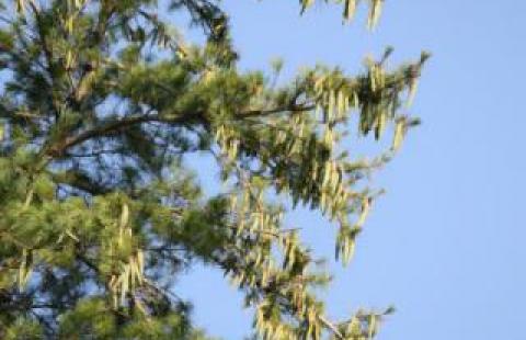 White pine with cones