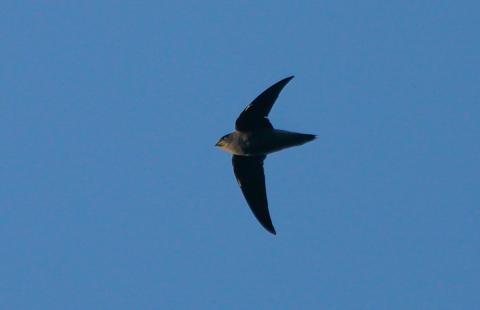 Chimney swift in flight