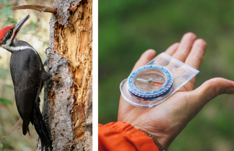 Series of photos showing habitat management, pileated woodpecker, compass in hand, and group of people in the woods. 