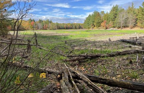 Current view of what had been Mill Pond, now a large, open, and grassy habitat.