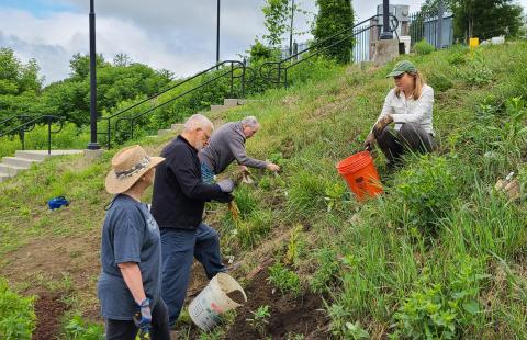 Volunteers planting pollinator habitat