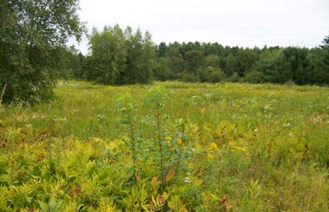 Field/Forest habitat