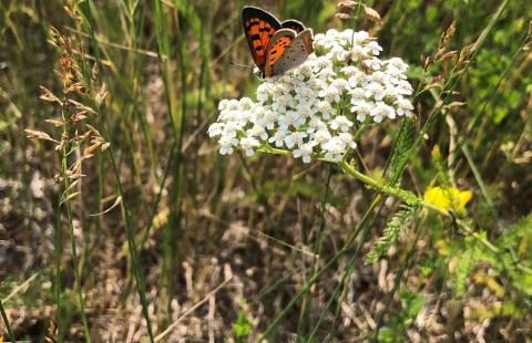 American Copper Butterfly