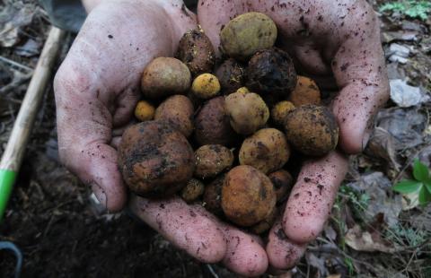 Truffles in hand