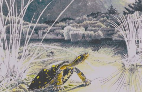 Illustration of a turtle