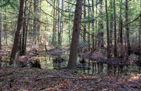 Vernal pool in fall