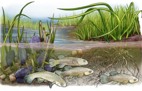 Saltmarsh habitat