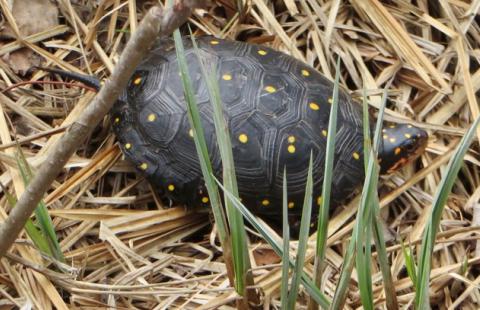 Spotted turtle