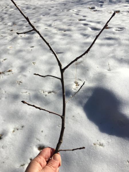 oak twig