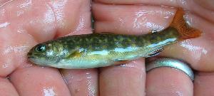 juvenile fish