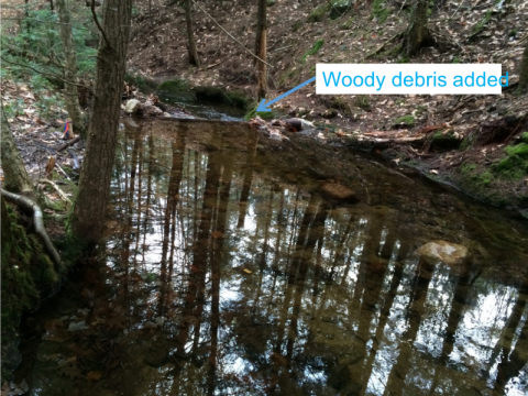 woody debris