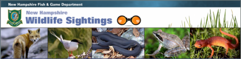 wildlife sightings