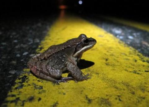 wood frog road