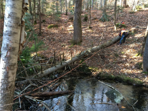 stream in the woods