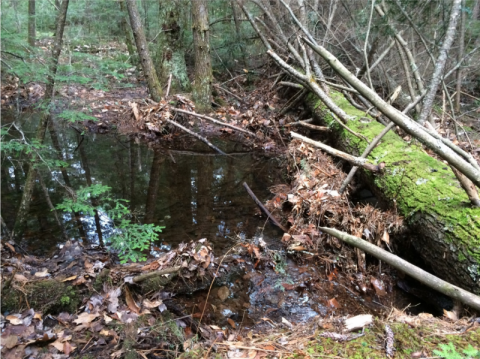 woody debris