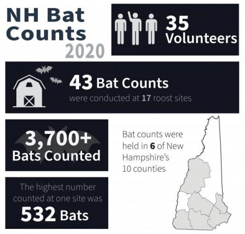Bat counts infographic