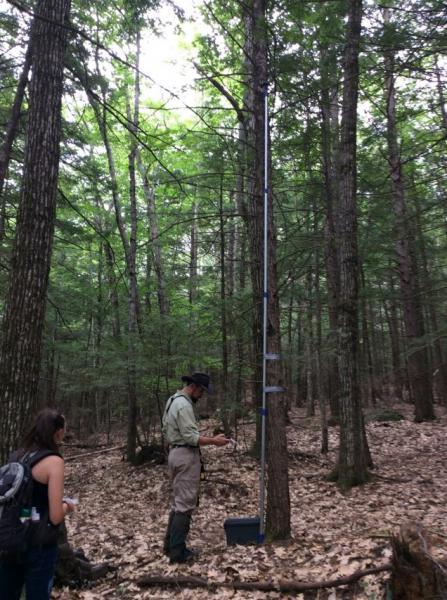 monitoring bats
