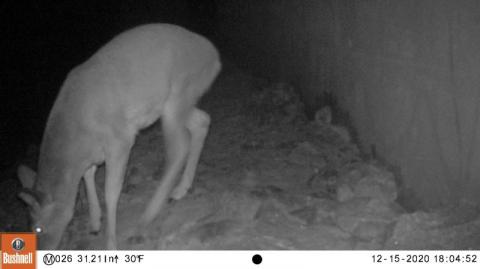 Deer